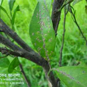 মালটার স্কেল ইনসেক্ট বা খোসা পোকা